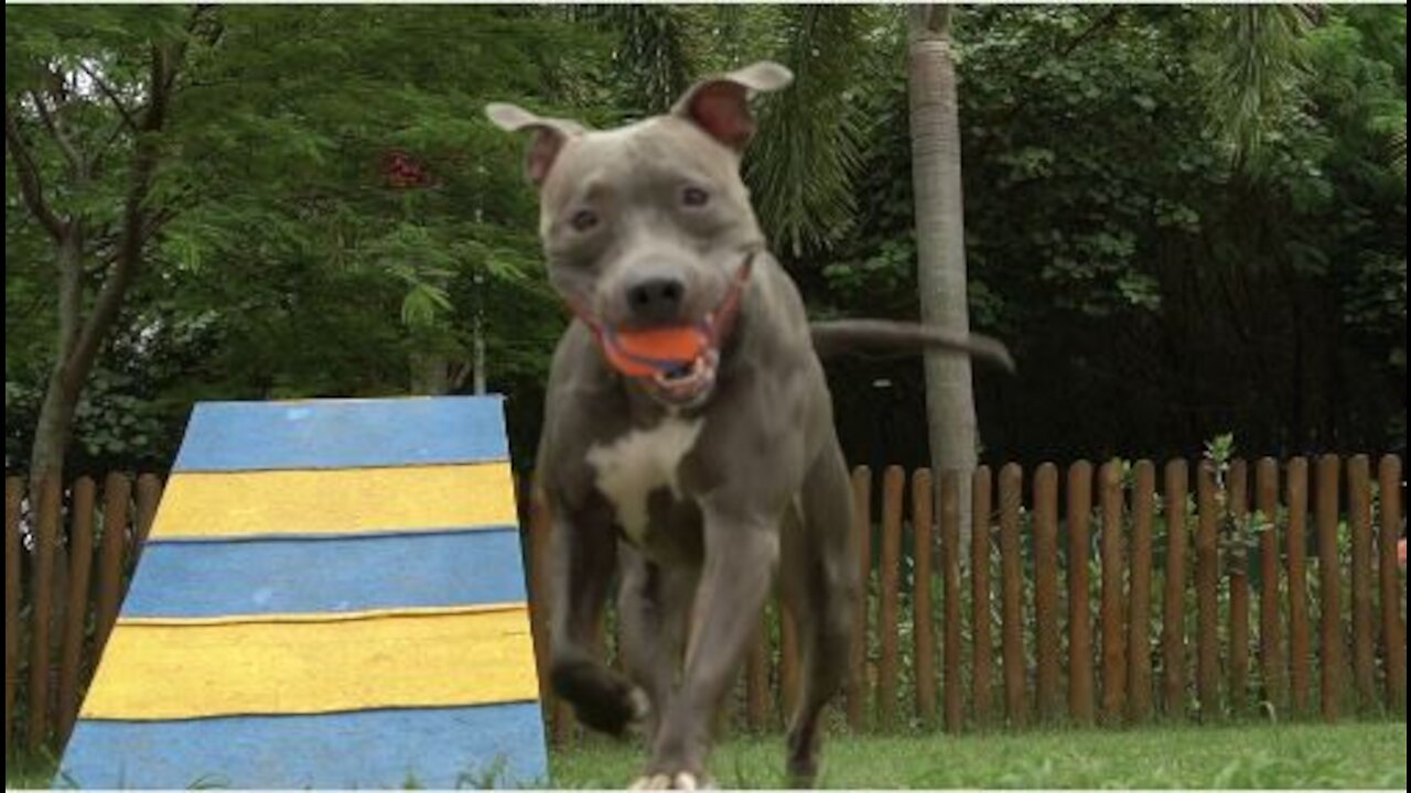 Strong Pit bull practicing for hunt with catching ball in his mouth