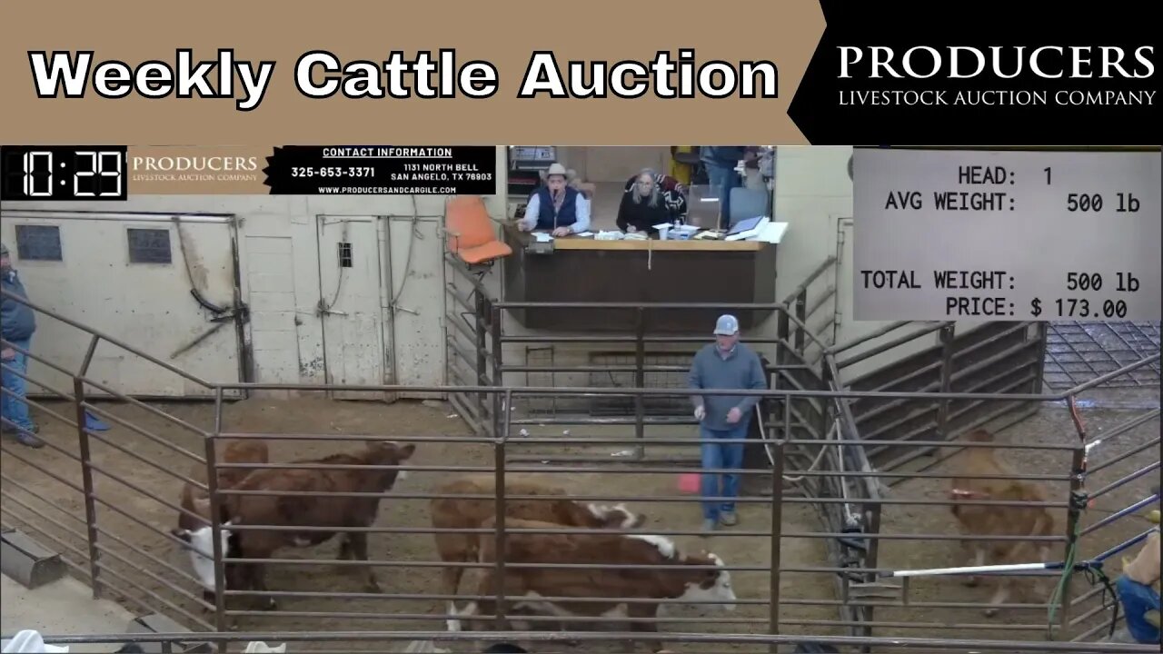 1/19/2022 - Producers Livestock Auction Company Cattle Auction