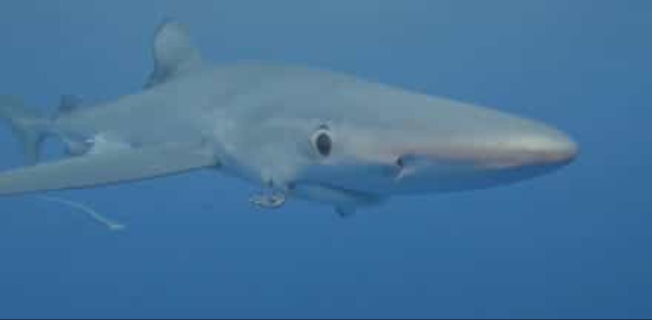 アゾレスの犠牲者であるサメ