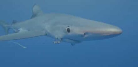 アゾレスの犠牲者であるサメ