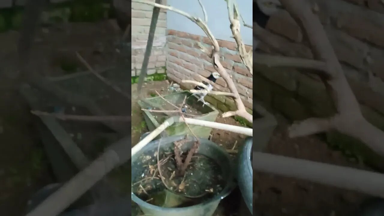 Intip kandang ternak Poho, Jalhong dan Wambi