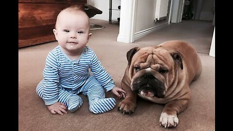 Bull dog plays with the baby and licks him like an icecream