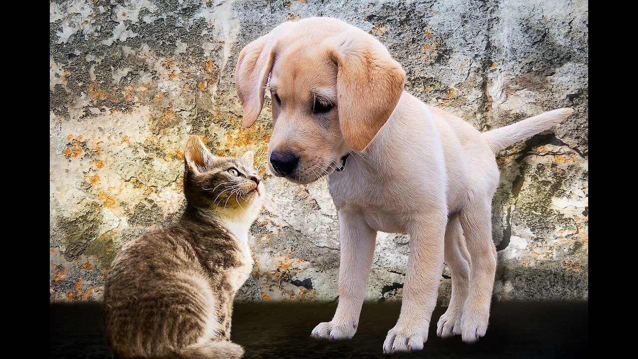 Try Not To Laugh Challenge - Funny Cat & Dog Vines compilation 2017
