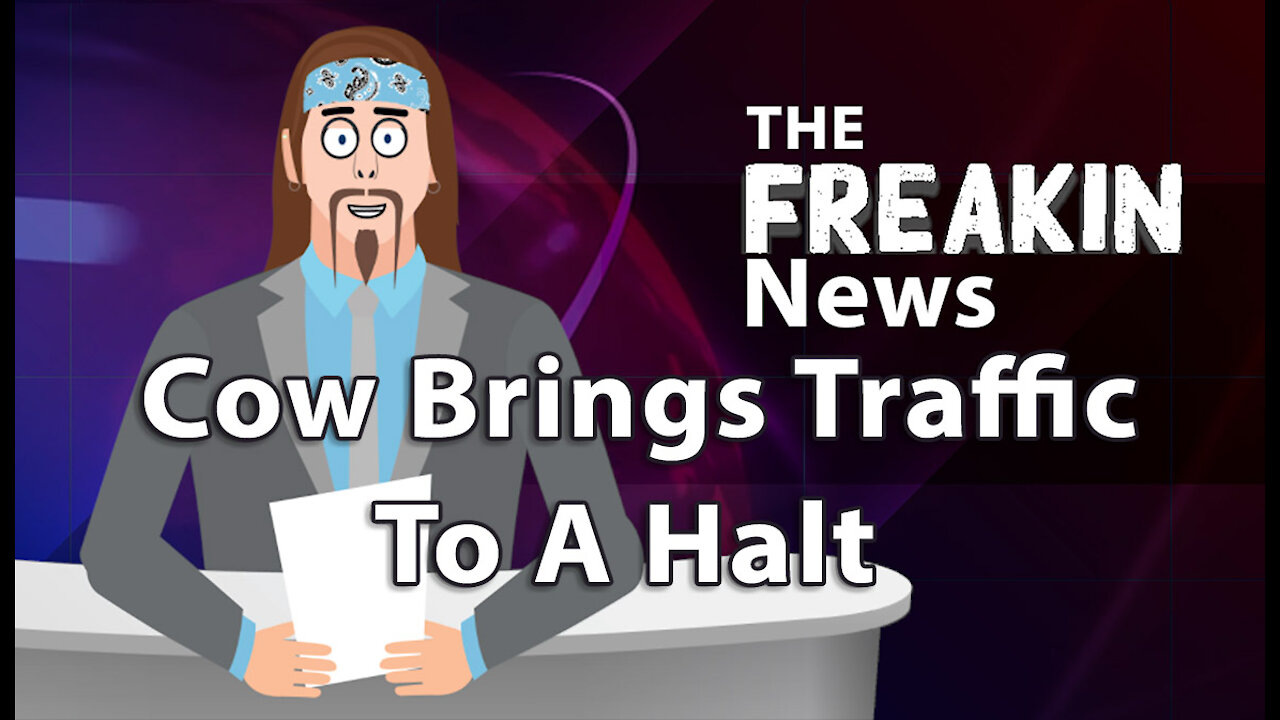 Cow In Houston Causes Headaches For Drivers - The FREAKIN News