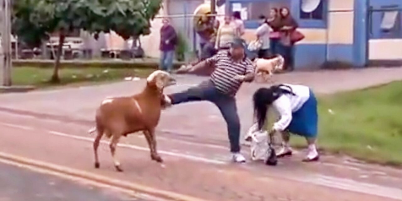 Crazy Goat 😲😮 Terrorizing People In Brazil | Goat Video | #OfficialDeep13