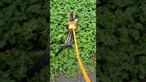 His first walk outside, and he is only just big enough to fit into the harness.