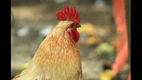 Honor the teachings of God