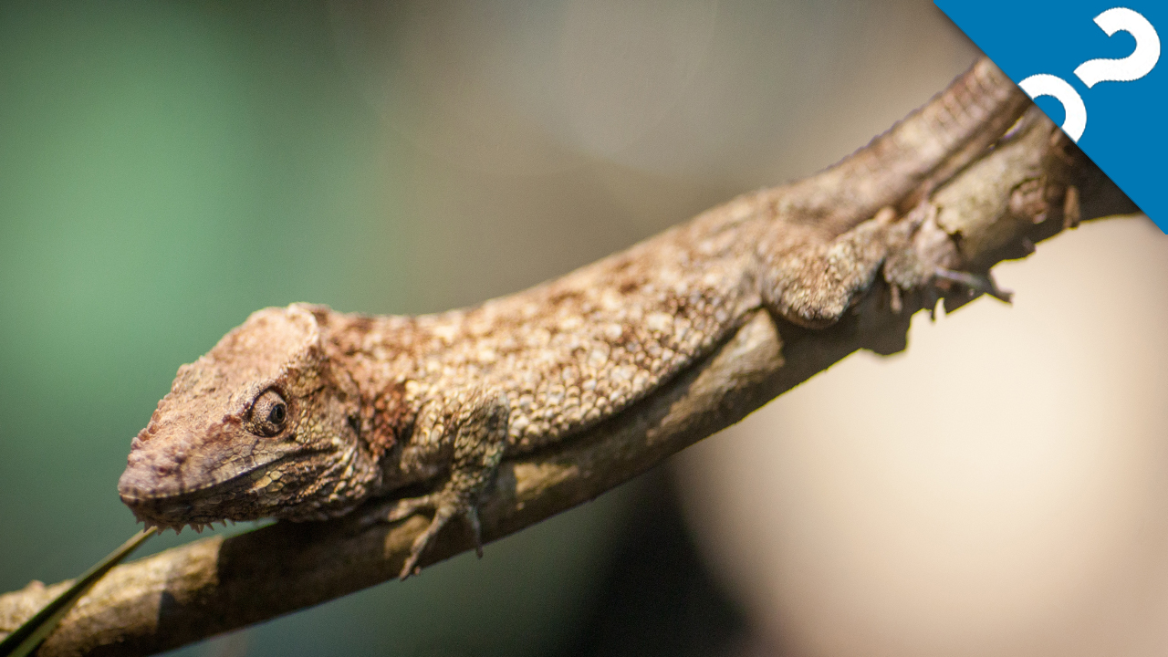 HowStuffWorks: Zoo Atlanta's New Slimy, Scaly Spectacular