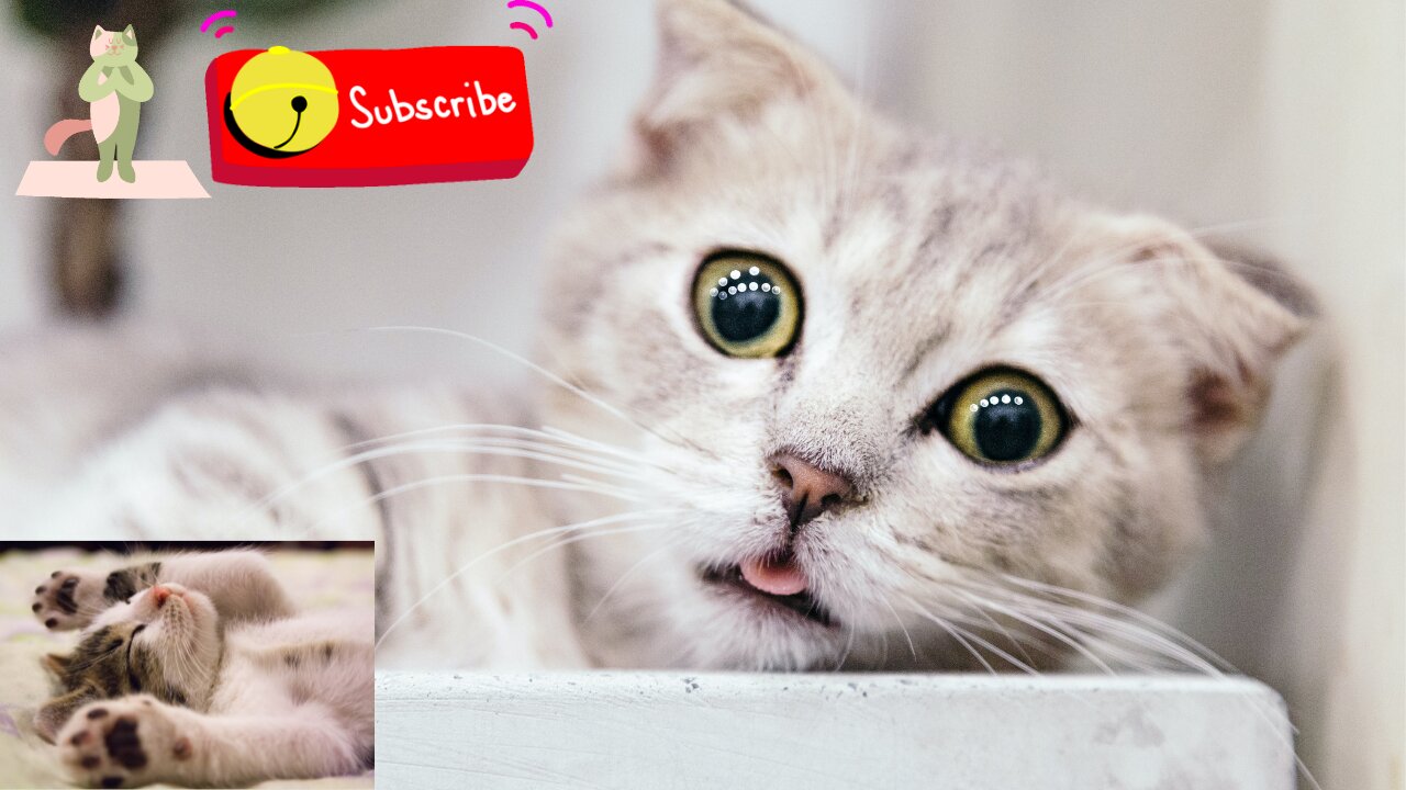 cute kittens MOST ADORABLE VIDEO