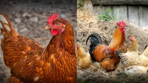 Chickens enjoying nature.