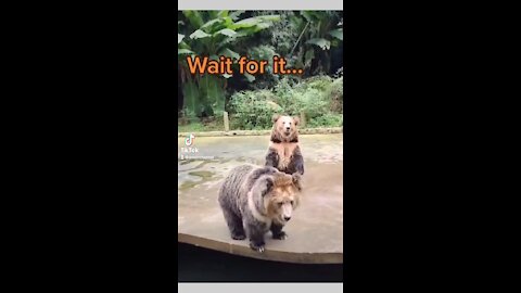 Bear “ hey what about me”￼