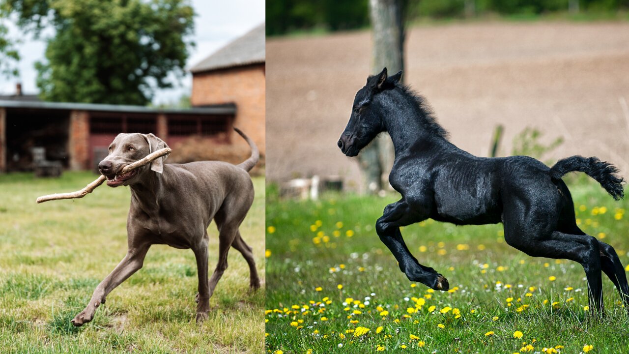 A beautiful steed plays tag with the dog in the greatest fun