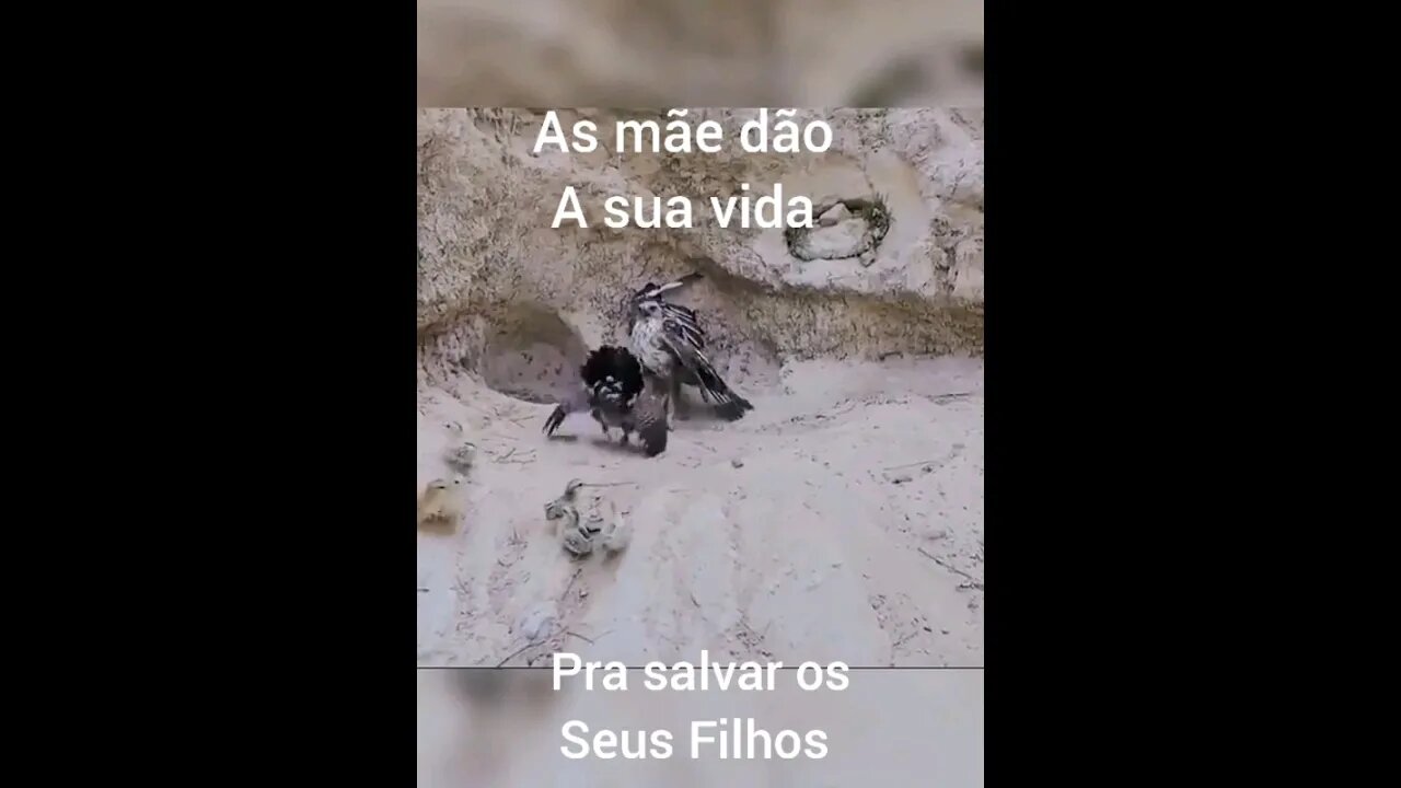 essa galinha tem coragem