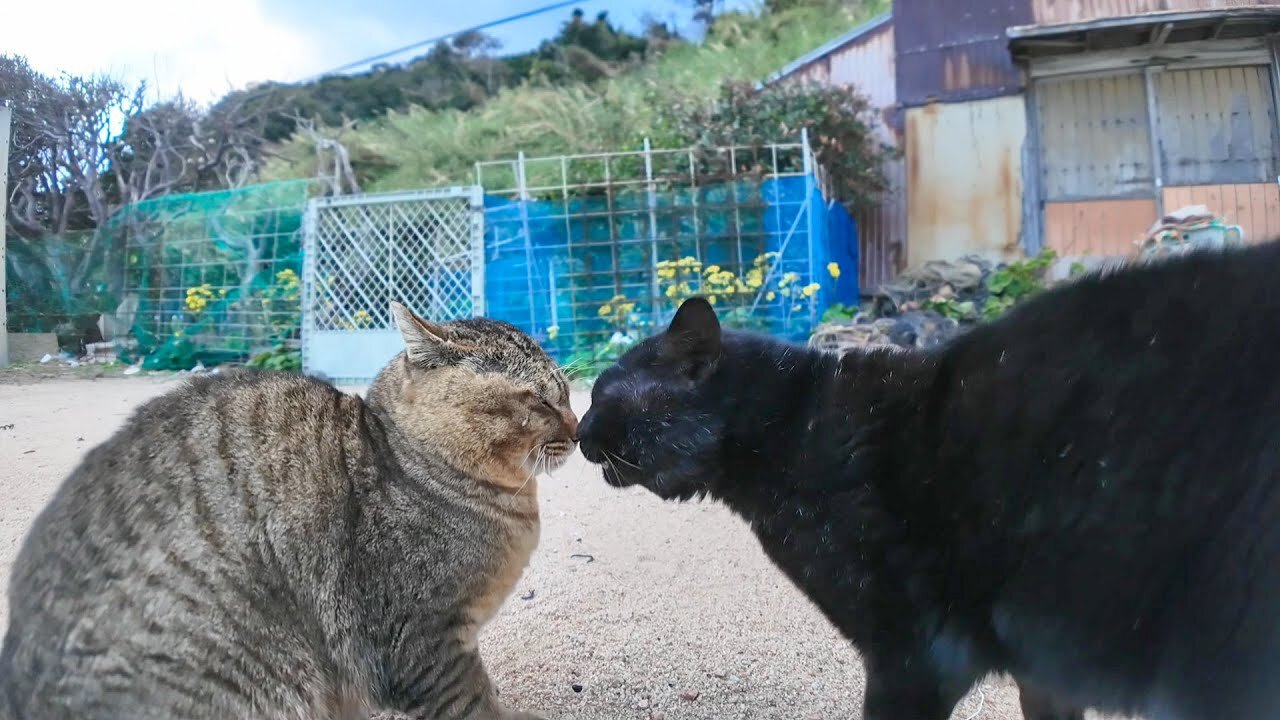 Cats gather at the harbor, and for some reason the black cat start fighting