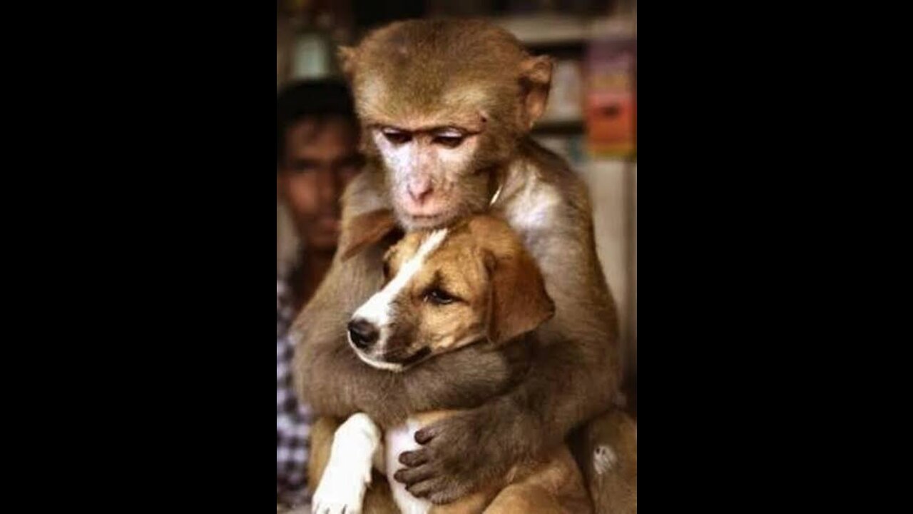 Monkey is clever than dog funny video.