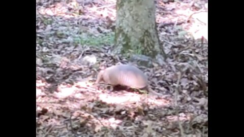 Armadillo Making Den