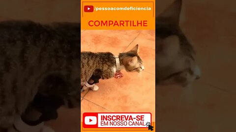 Vamos ver se o youtube vai mostrar este vídeo sobre Pessoa com deficiência