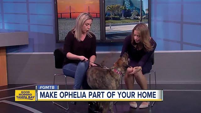 Rescues in Action: Ophelia