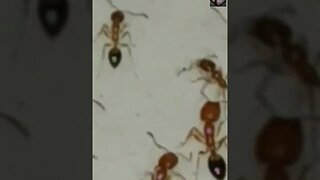 Pharaoh Ant Facts #shorts #amazingfacts #ants