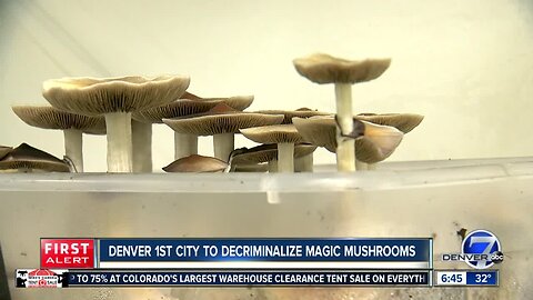 Denver is first city to decriminalize "magic mushrooms"