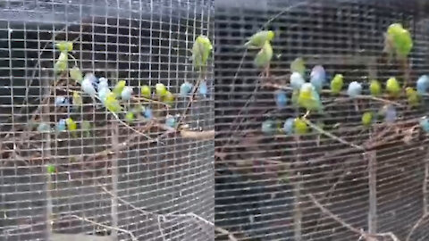 10,000 parrots