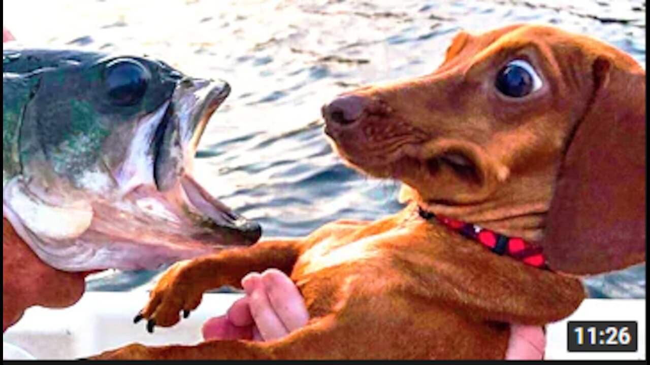 Best Funny Animal Videos Of The 2021 Funny Wild And Farm Animals Videos