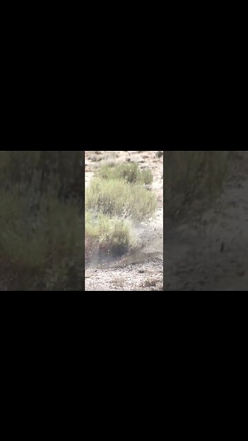 223 remington vs prairie dog