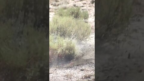 223 remington vs prairie dog
