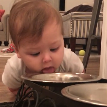 Baby Girl Drinks From Dog Bowl
