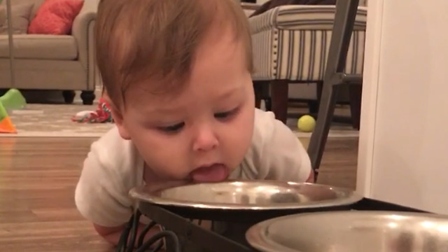 Baby Girl Drinks From Dog Bowl