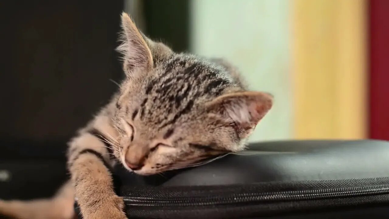 Cat ASMR, Calming Video for Cats, TV to Relax Your Cat