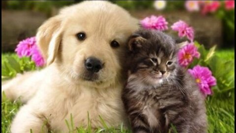 Compilation of funny cat and dog videos