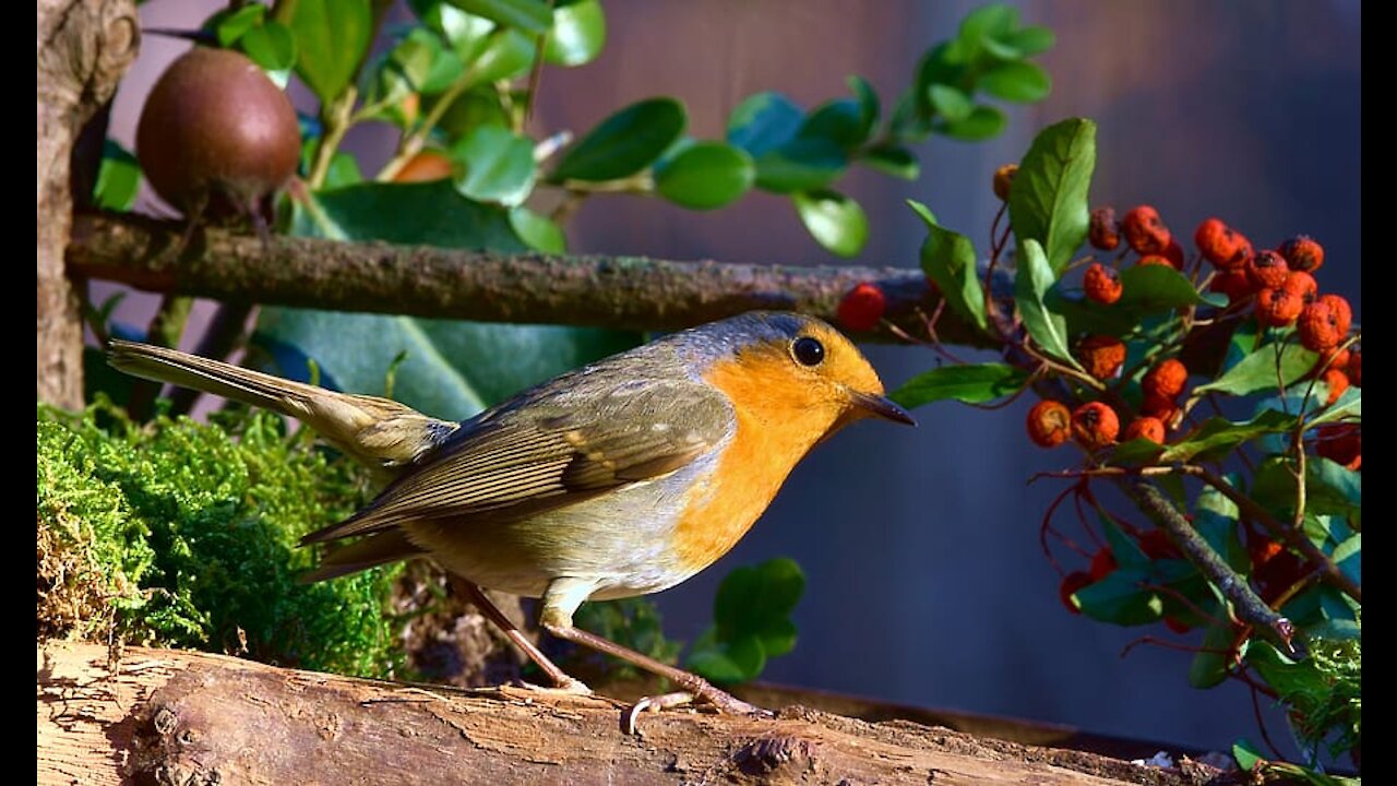 Forest Robin Bird Birds And Trees