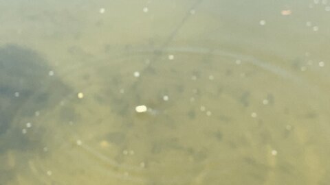 Minnows of the Humber River 65