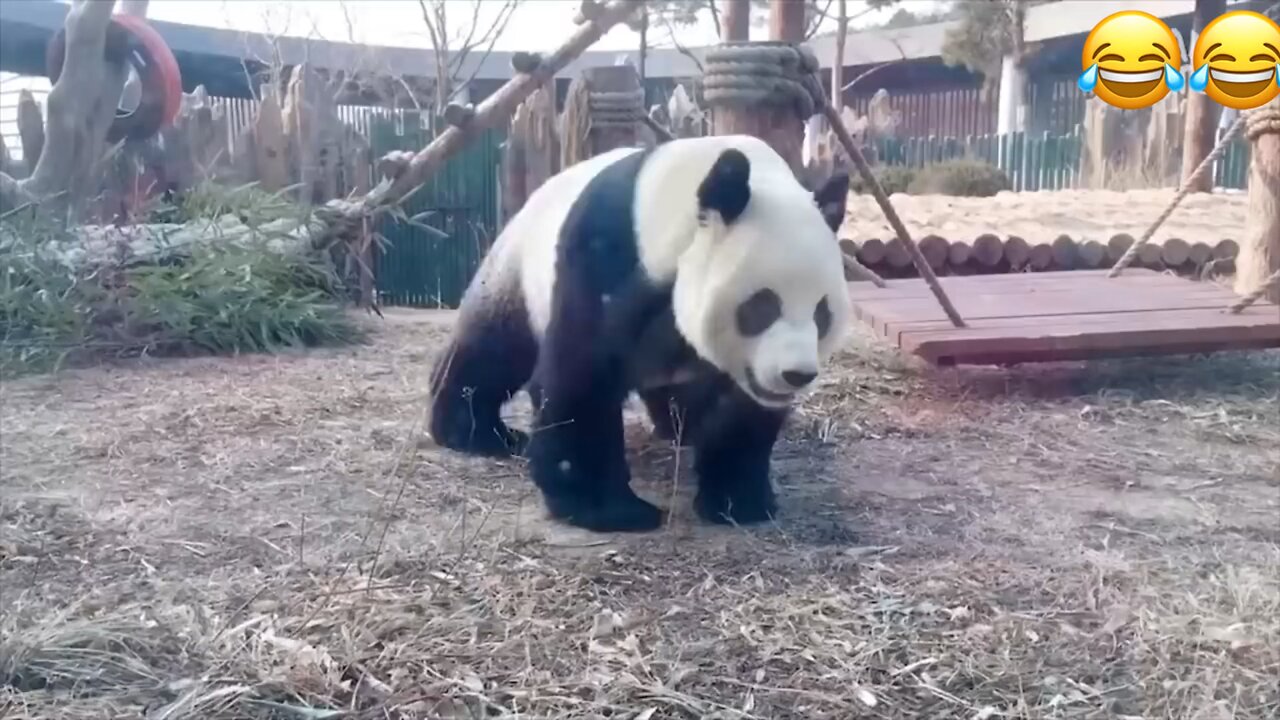 Funny and cute panda compilation 🐼