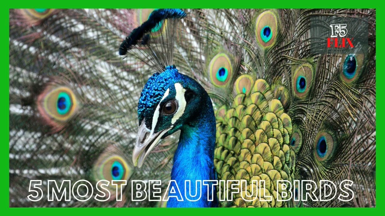 5 Most Beautiful Birds