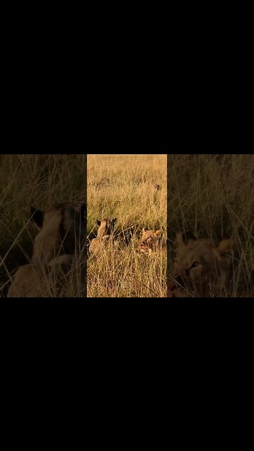 Hyena Watches Lionesses Feed #shorts | #ShortsAfrica | #Septdailyshorts
