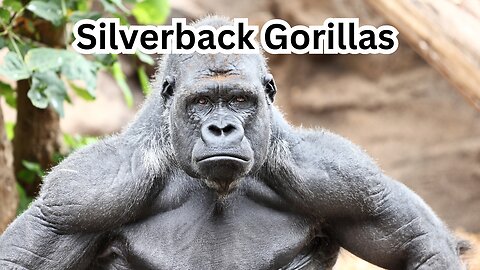 Silverback Gorillas: Nature's Gentle Giants