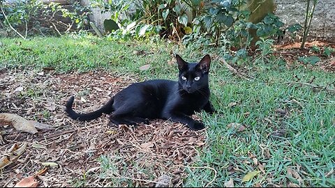 Lola Pimente vs Lili o Território do Ciúmes!!