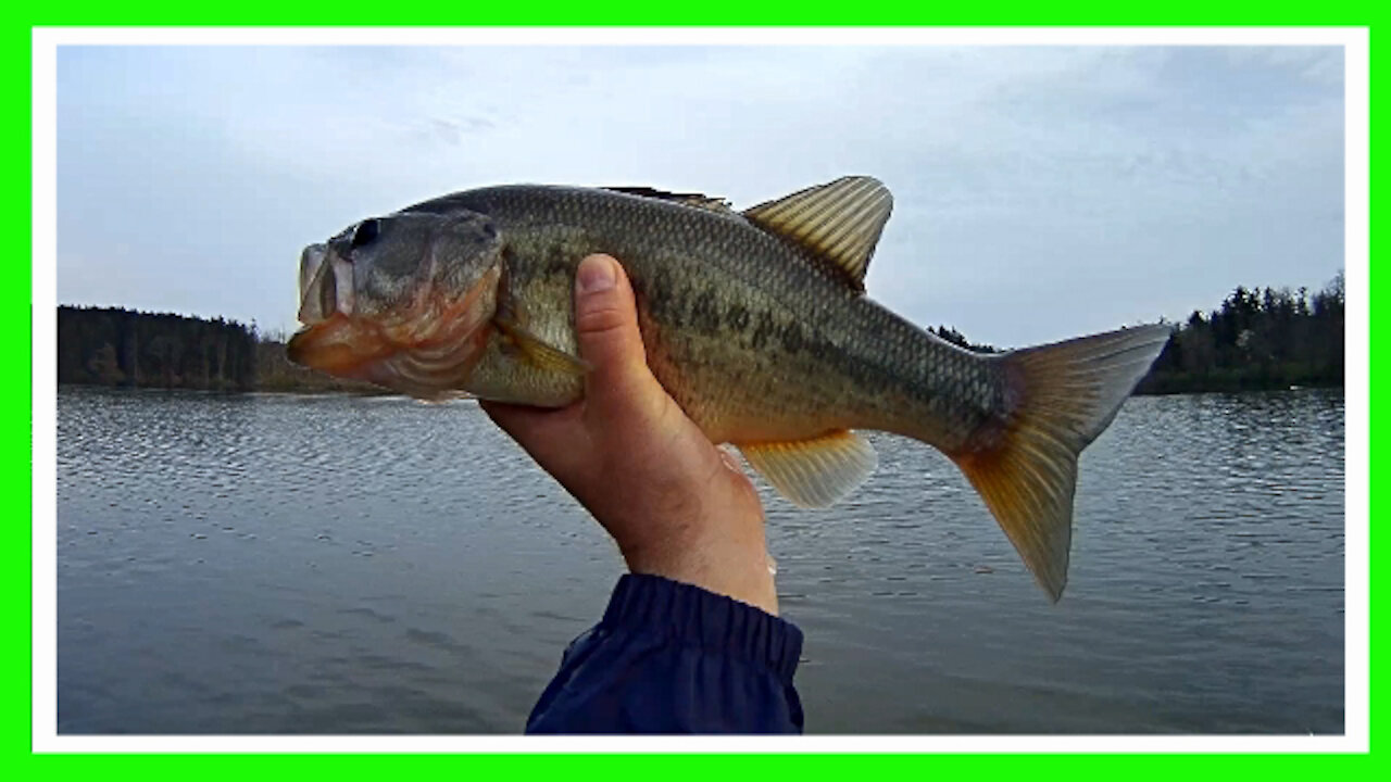 Two Big Bass at Sunset