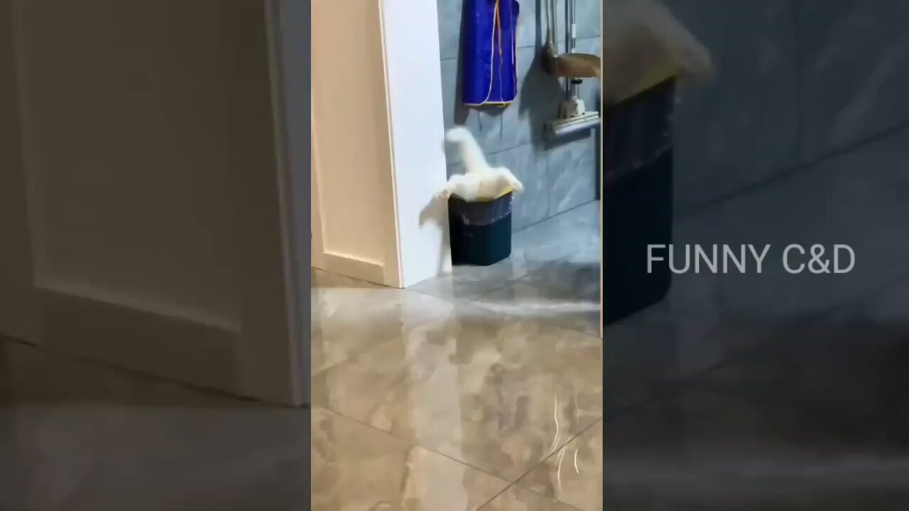 Funny cat