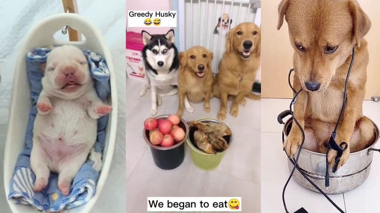 Funny, Smart And Cute Dogs Video Try Not To Laugh😁😍