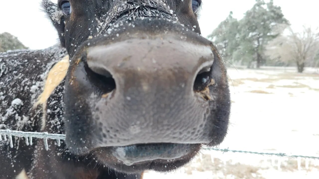 Texas Snow Bull | #shorts