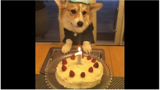 Corgi celebrates 1st birthday in style