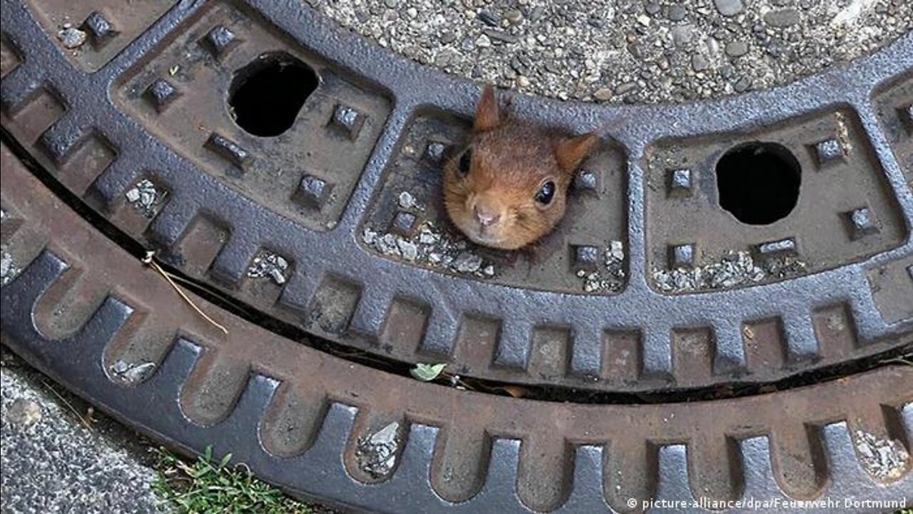 Rescued Squirrel thinks she’s a doggy