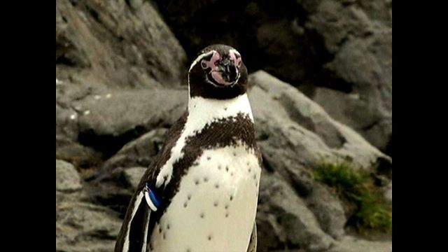 Penguin Escapes From the Zoo