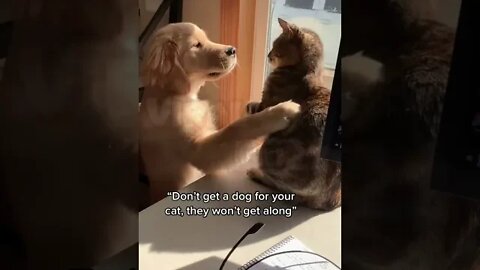 Funny Dog and Cat Friendship #shorts #funnydogandcat #funnyanimals #funnydogs