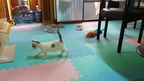 There is a puppy in the living room.(46day old cat - part7)