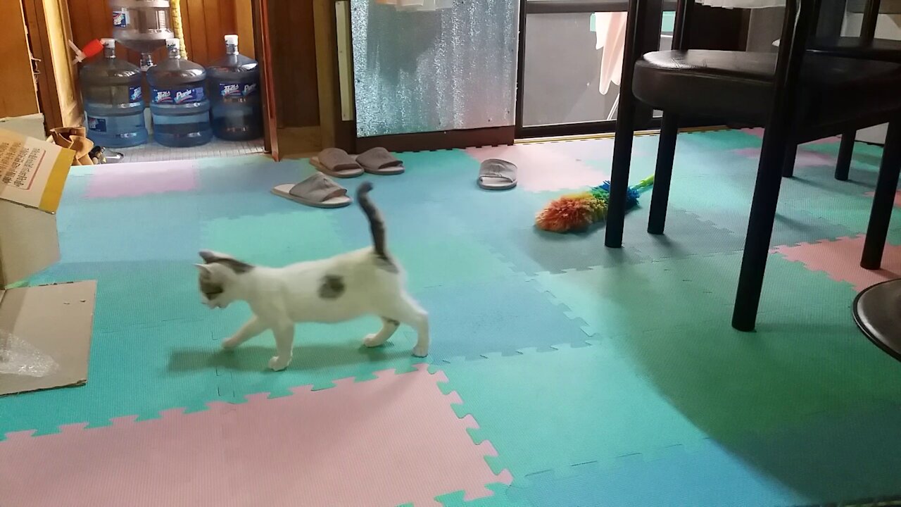 There is a puppy in the living room.(46day old cat - part7)