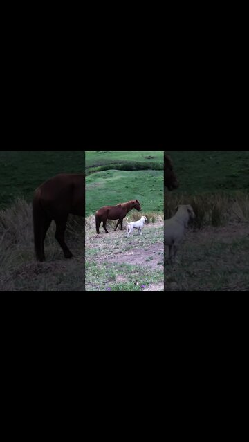 Dog thinks he's a horse- wait till end